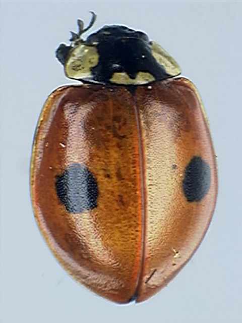 Adalia bipunctata